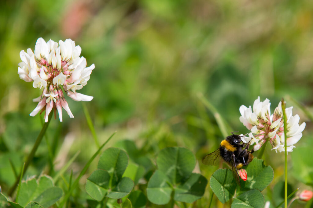 Flowers with a bee