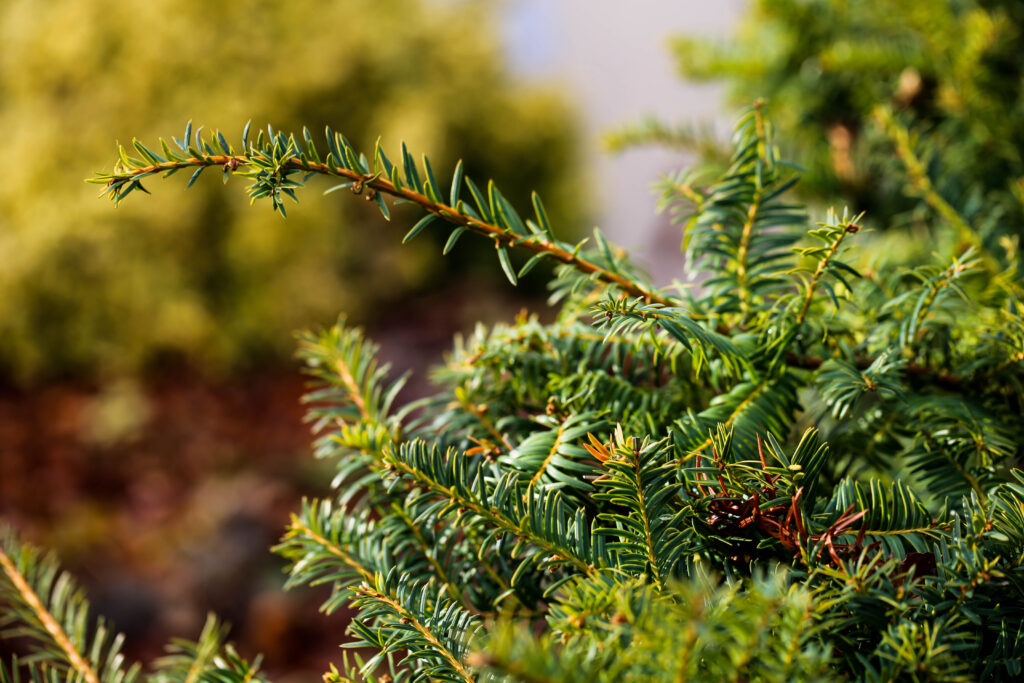 depth of field close shot of a pine tree