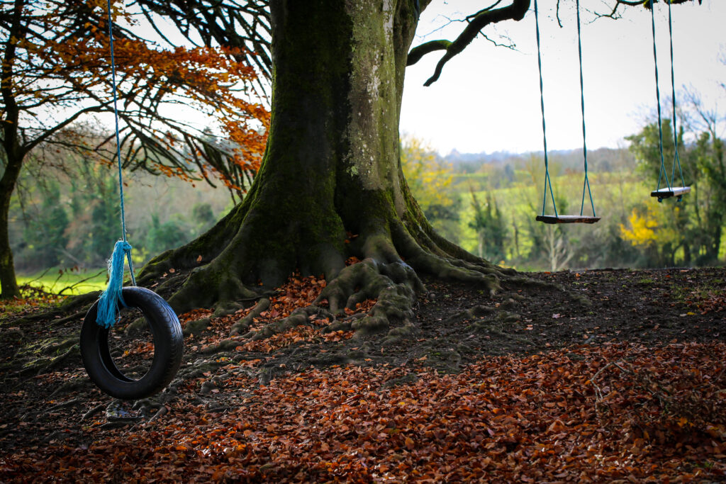 swings on an old tree