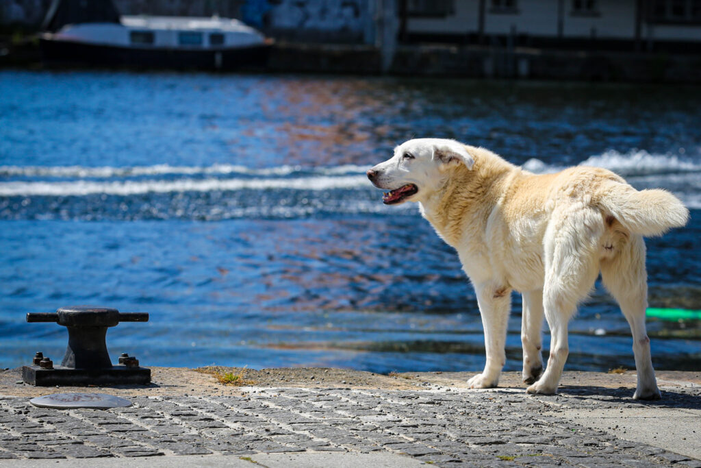 dog by the grand canal