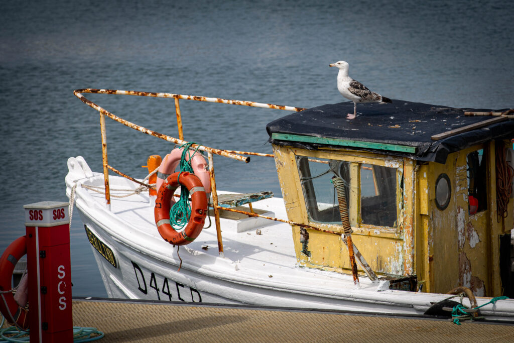 A rusted small boat with a seagull standing on top